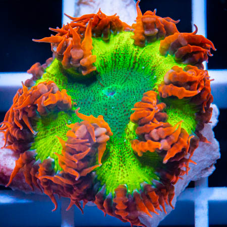 MS-Ultra Rock flower anemone 69 46.jpg