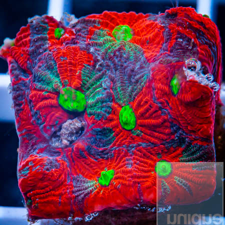 MS-war coral 29 19 (1).jpg