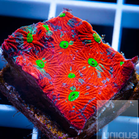 MS-war coral 29 19 (1).jpg