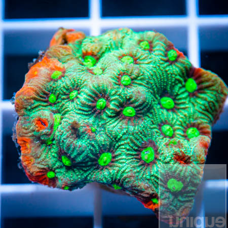 MS-war coral 29 19.jpg