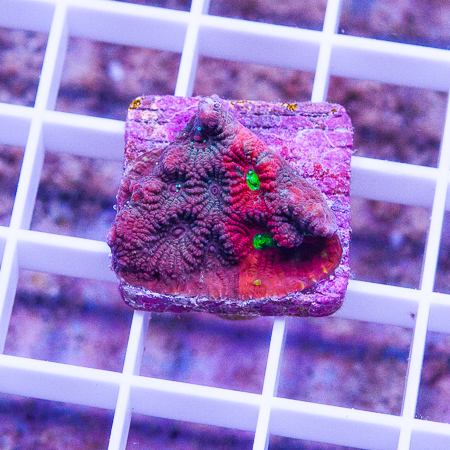 MS-War coral 5 29.jpg
