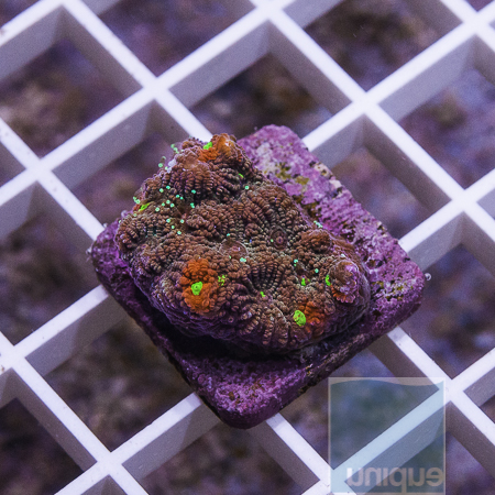 MS-War coral 5 29.JPG