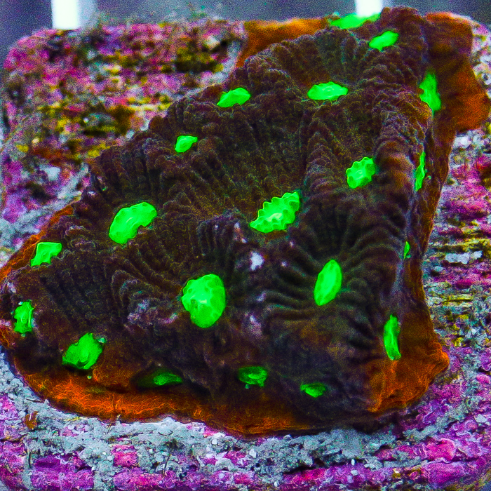 MS-war-coral-5-36.jpg