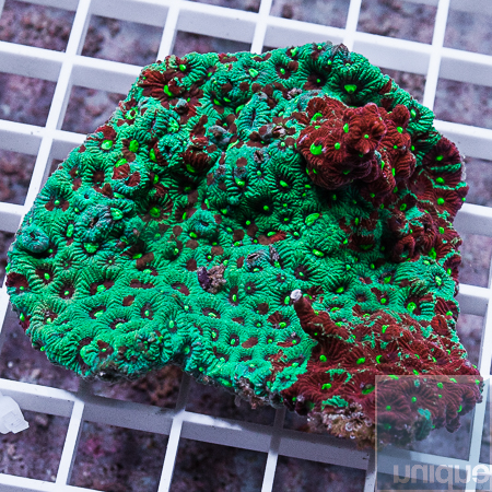 MS-war coral 74 99.jpg