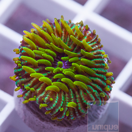 MS-yellow tentacle plate coral 29 49.jpg