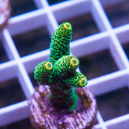 MS-yellow tip millepora 49 69.jpg