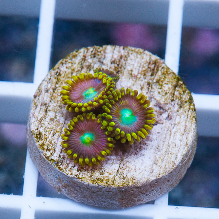 MS-zoanthids 9 16.jpg