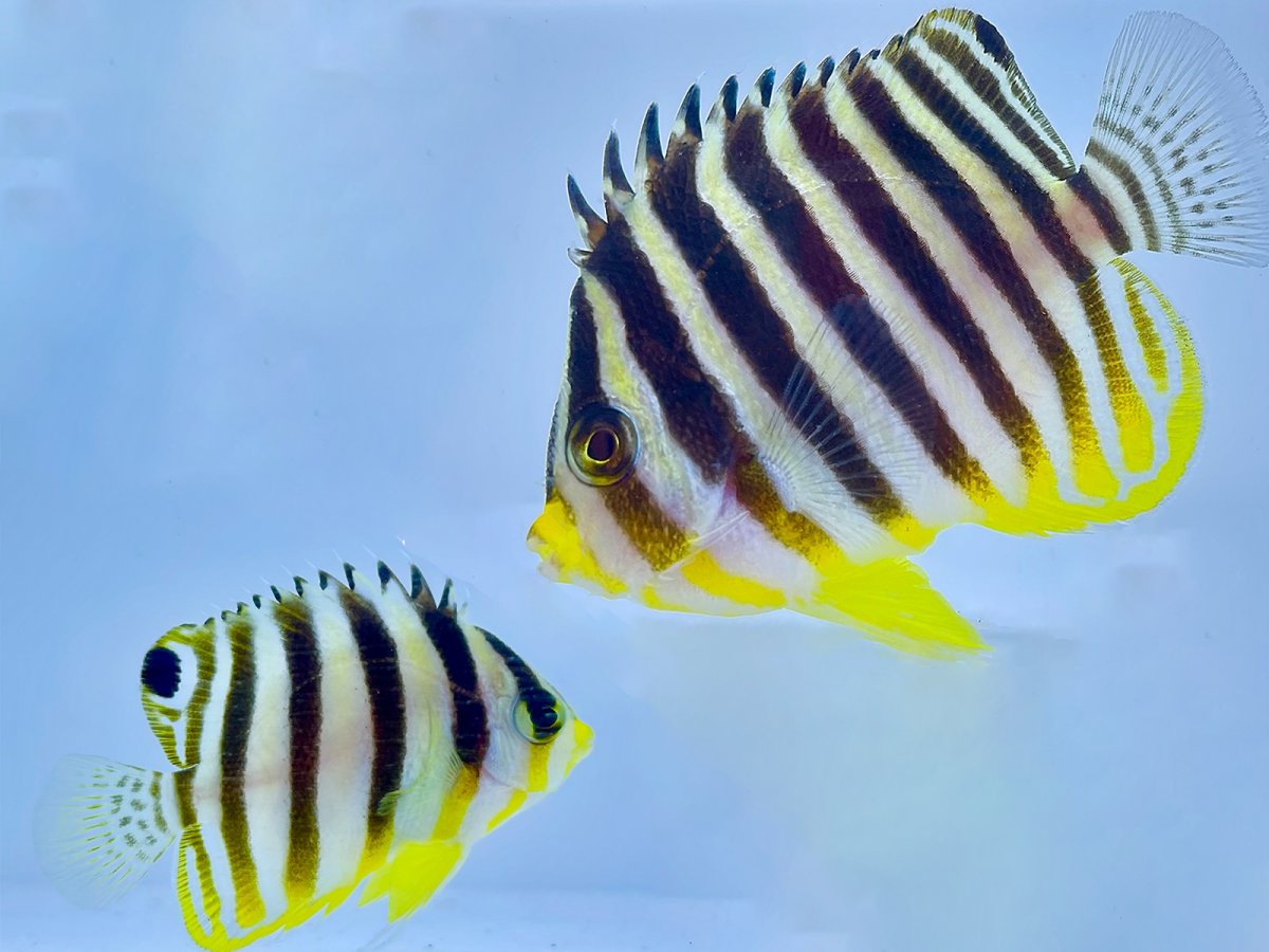 Multibar Angelfish pair.jpg