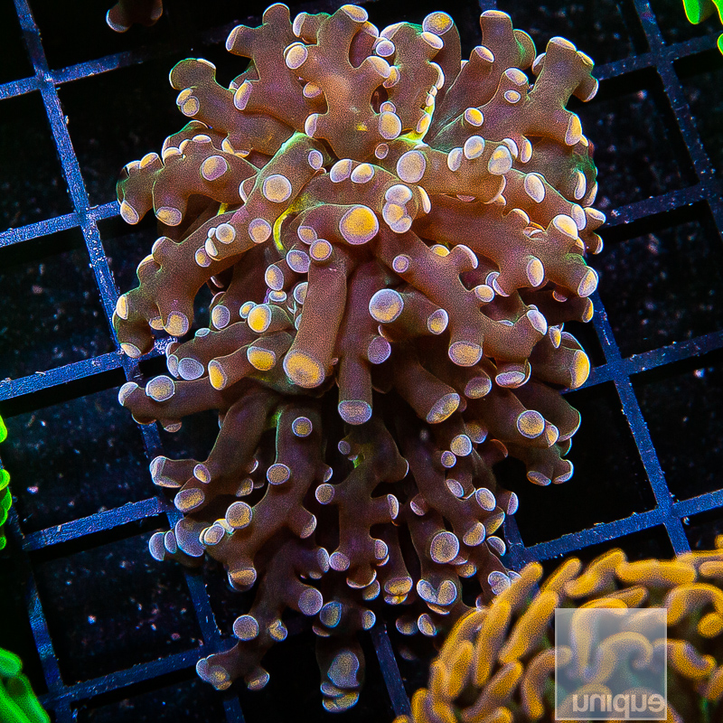 Multicolor Frogspawn 119 80.JPG