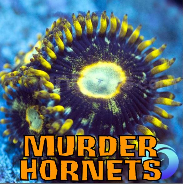 MURDER HORNETS 1.JPG