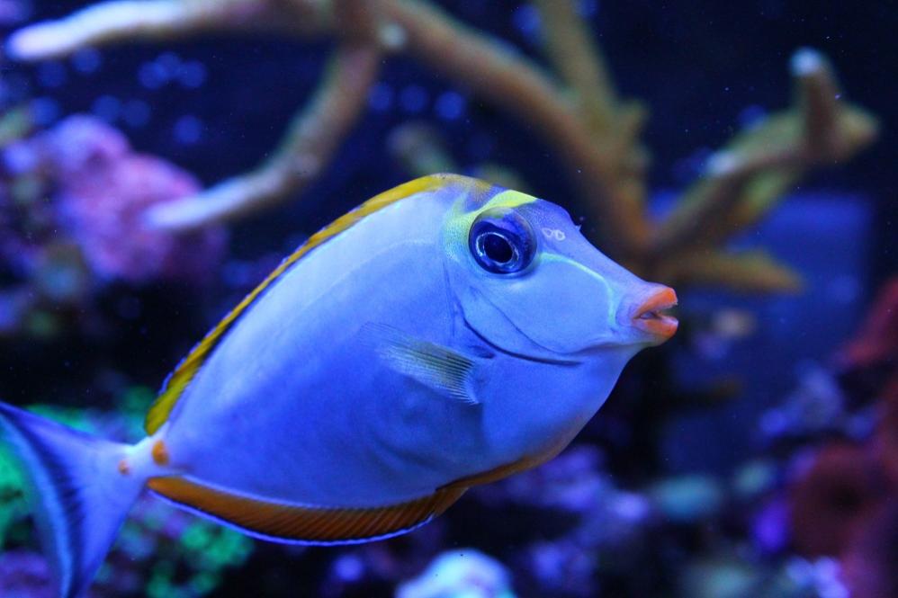 My Blonde Naso Tang 12-1-14.jpg