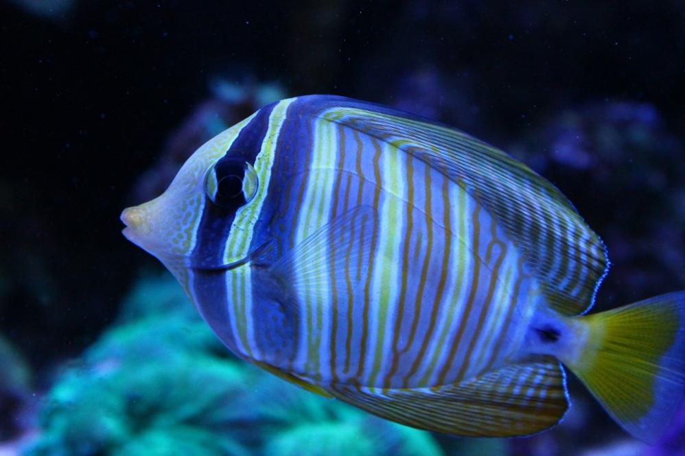 My Sailfin Tang 12-1-14.jpg