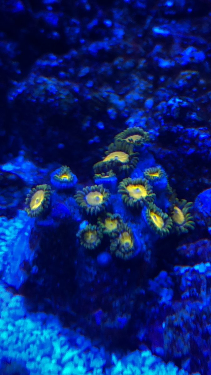 mystery 2 zoa.JPG