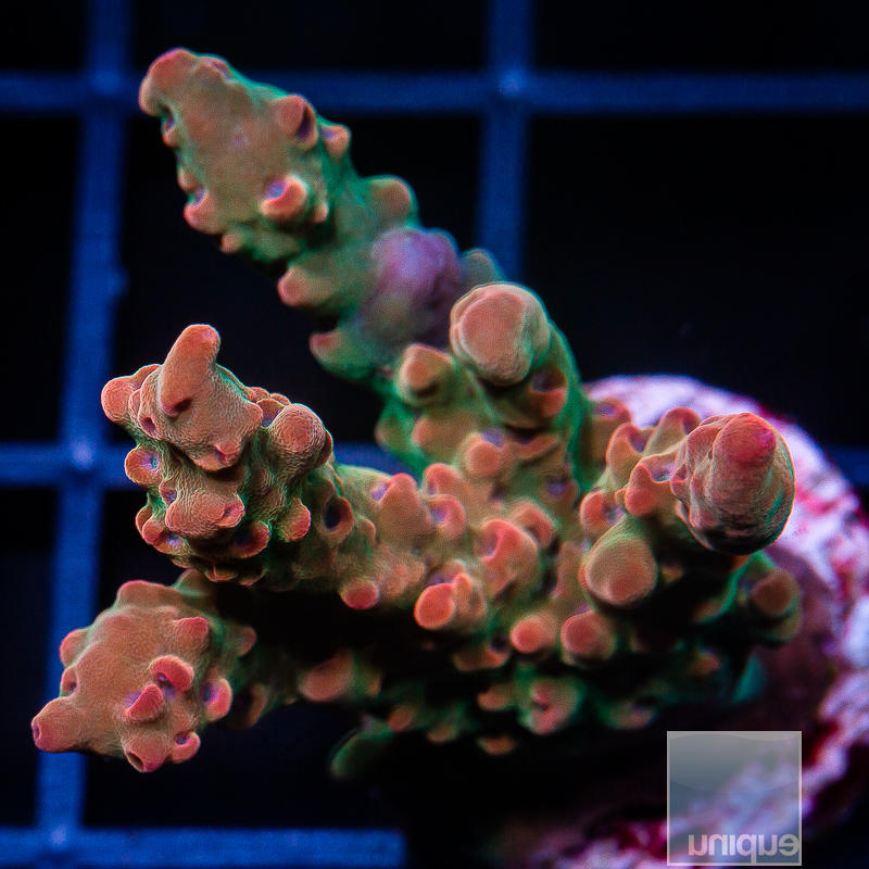 Mystery Acropora 199 55 - Copy.JPG