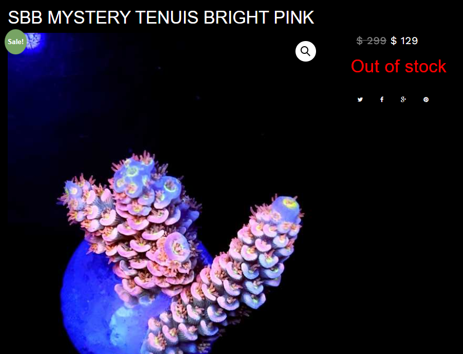 mystery tenius pink.png