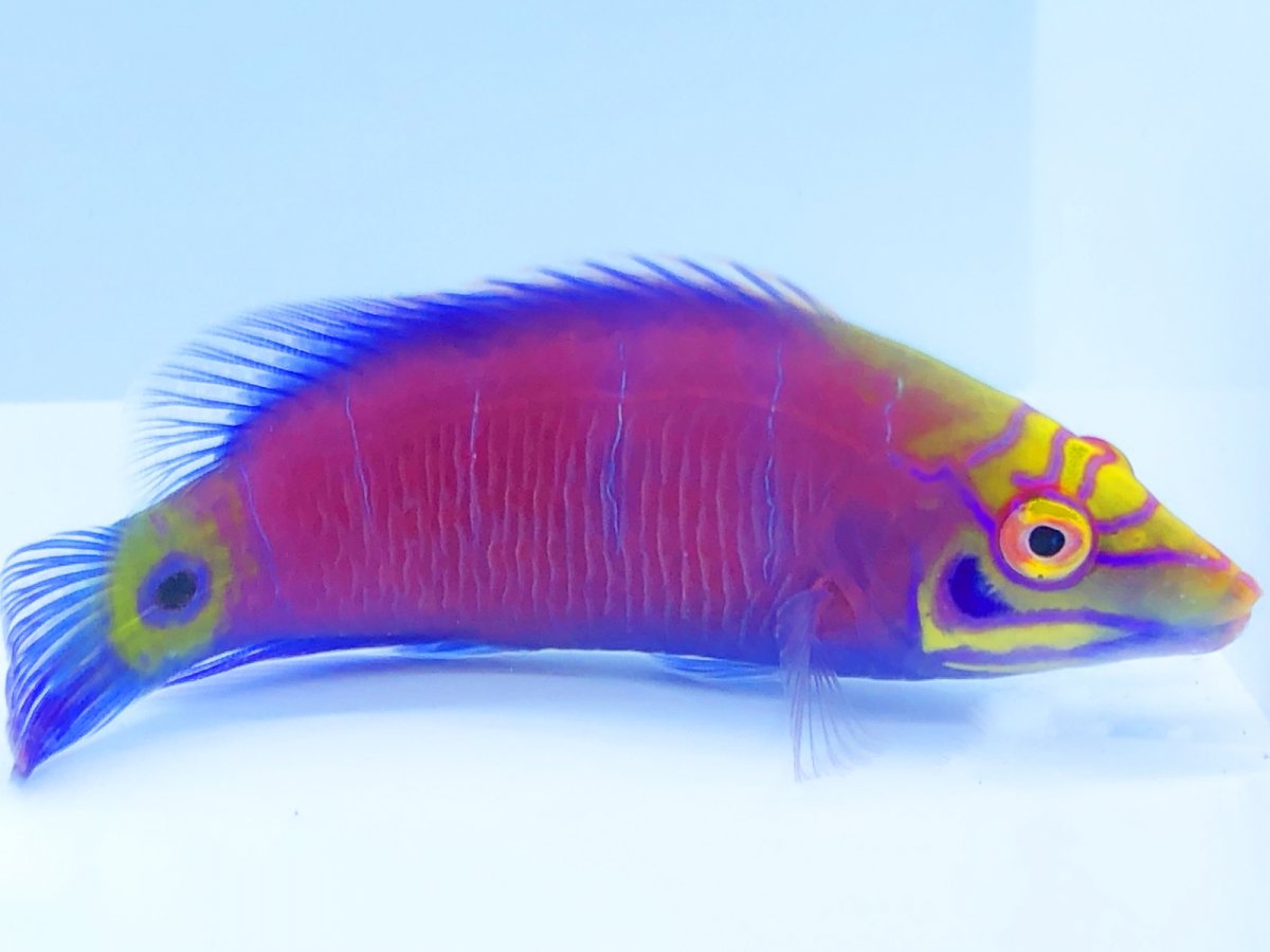 Mystery Wrasse L 3.jpg