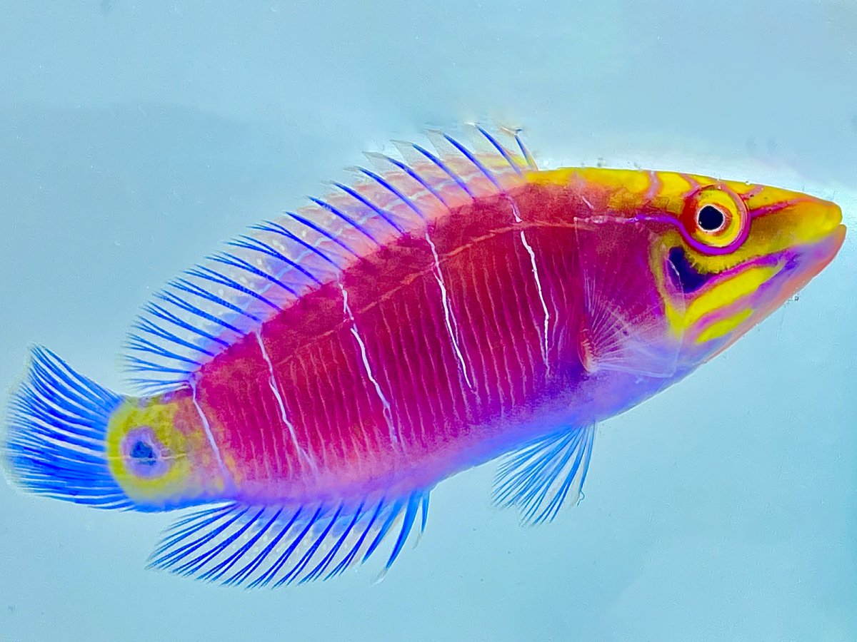 Mystery Wrasse L.jpg