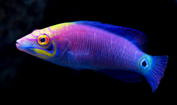 mystery-wrasse3.jpg