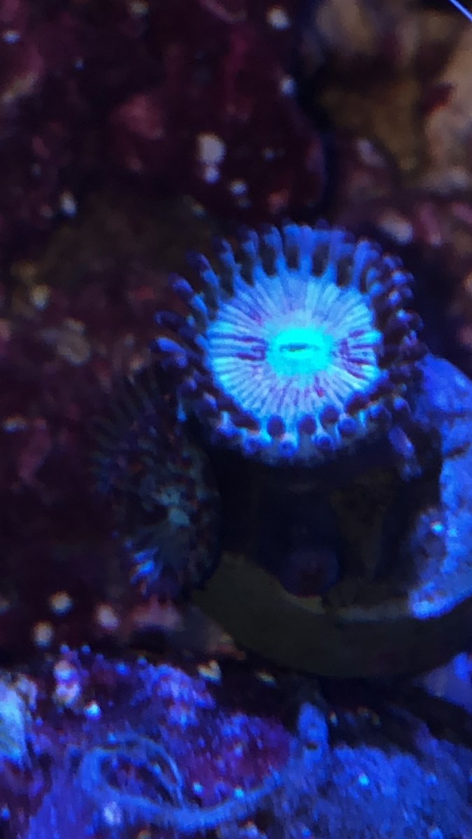 mystery zoa.JPG