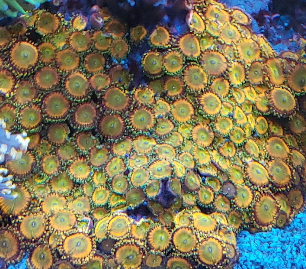 MysteryZoas.jpg