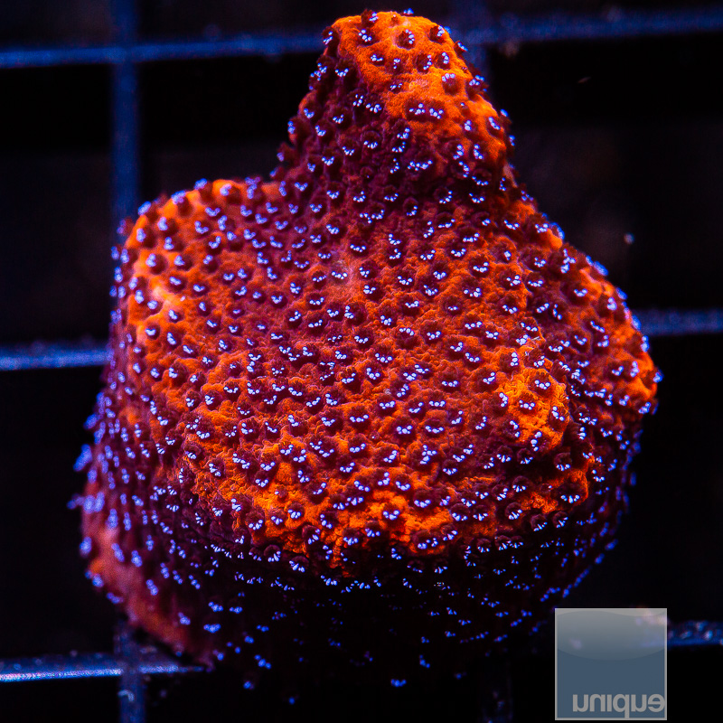 Mystic Montipora 42 20.JPG