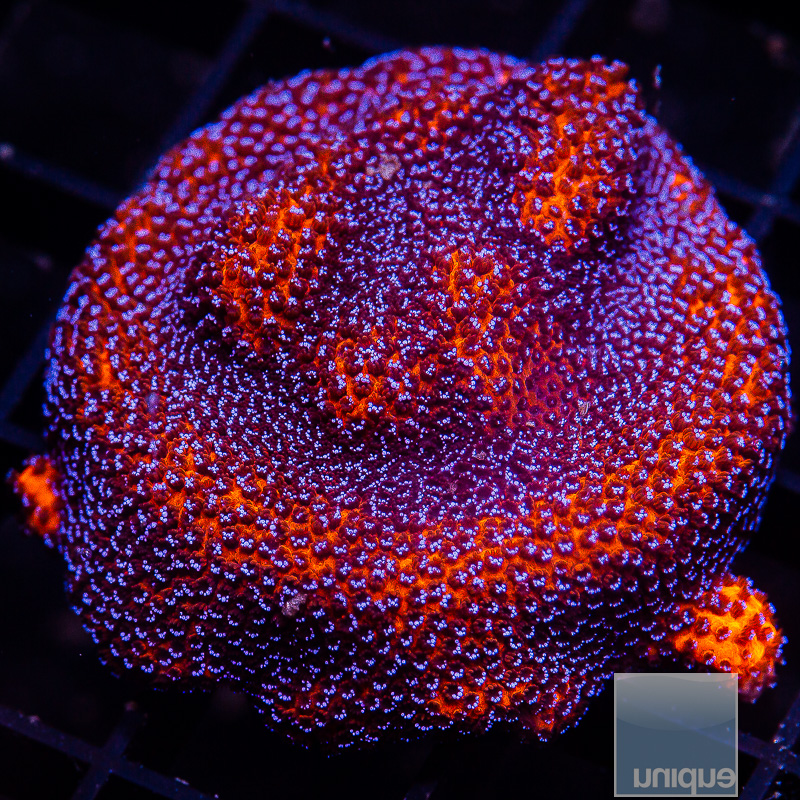 Mystic Montipora 44 15.JPG