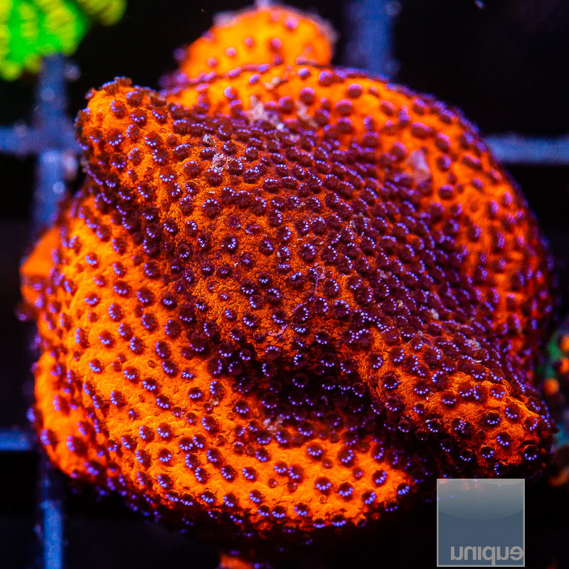 Mystic Montipora 44 15.JPG