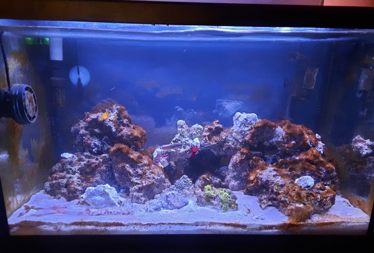 Nano Reef (12).jpg