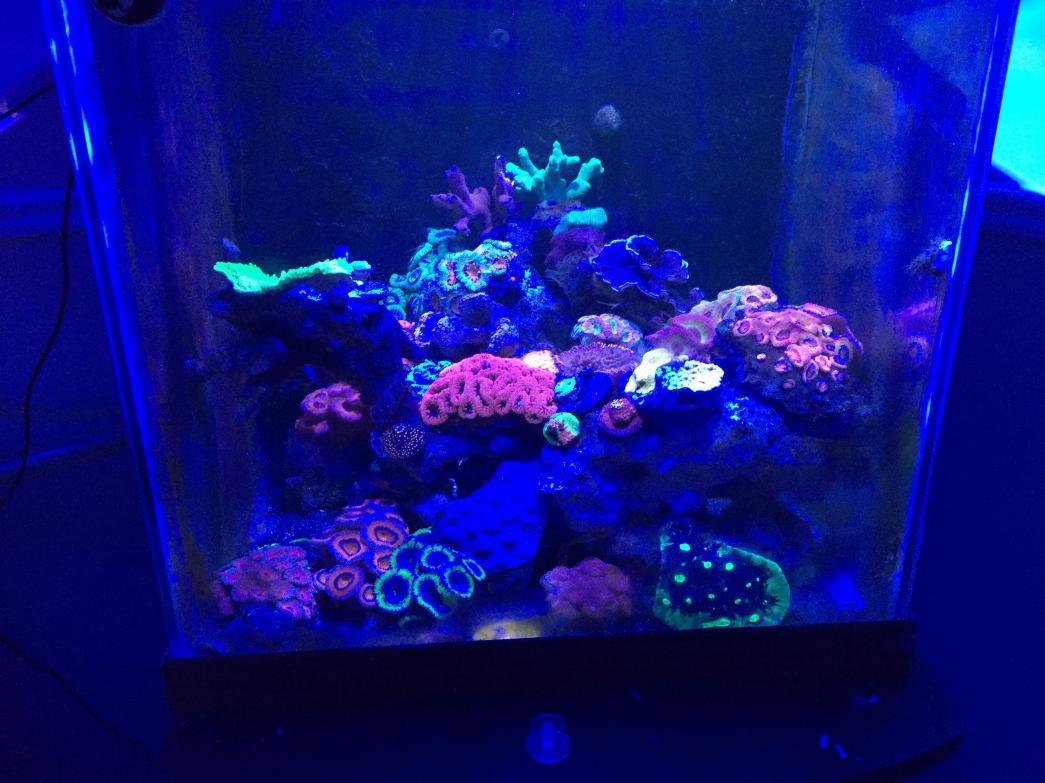 nano tank.jpg