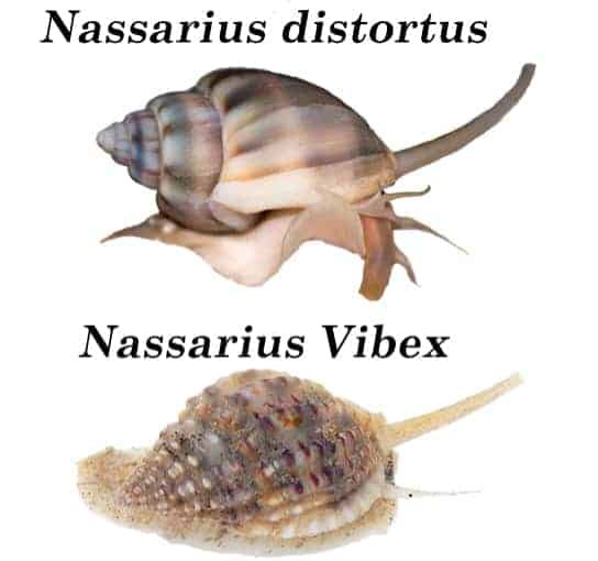 Nassarius-Vibex-and-Nassarius-distortus-and-Welk-snail.jpg