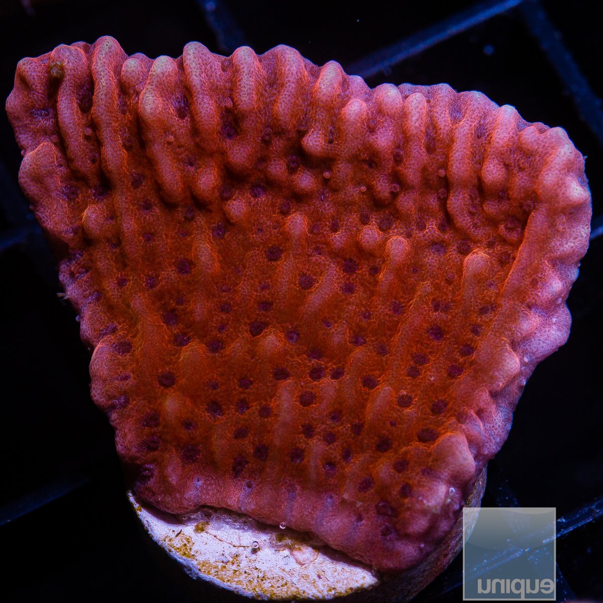 Nauti Spiral Montipora 59 26.JPG