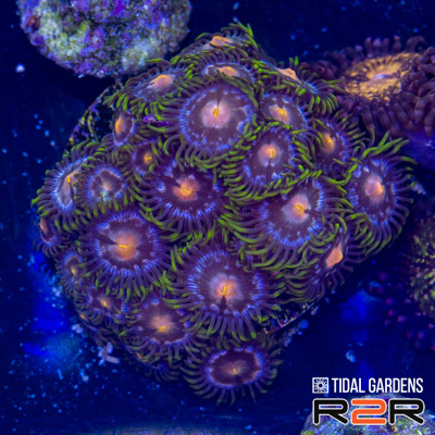 Nebula Zoa.jpg