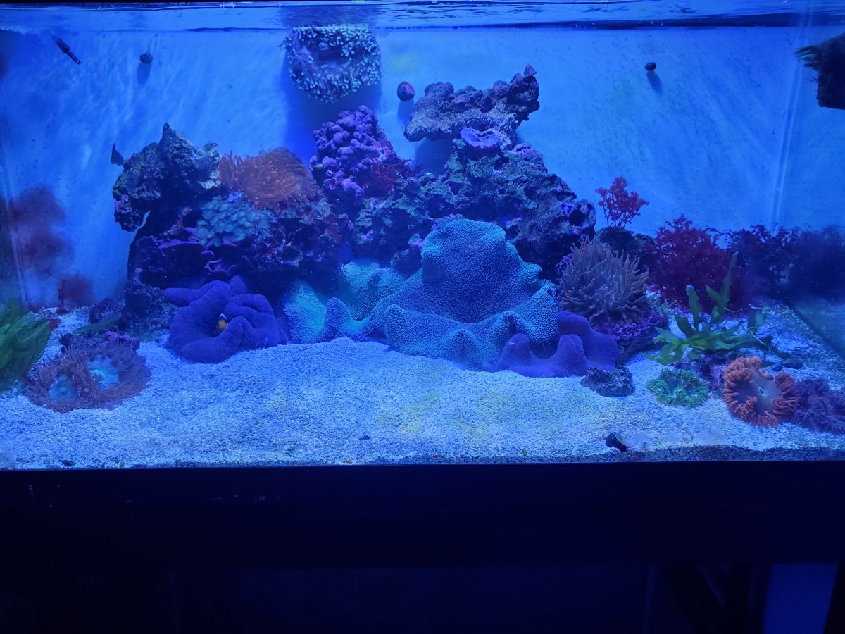 Nem Tank 5-9-21.jpg