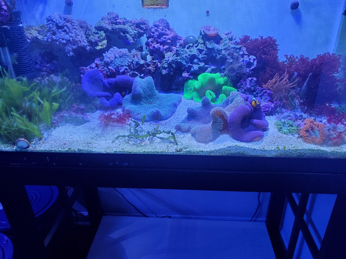 nem tank 6-17-21.jpg