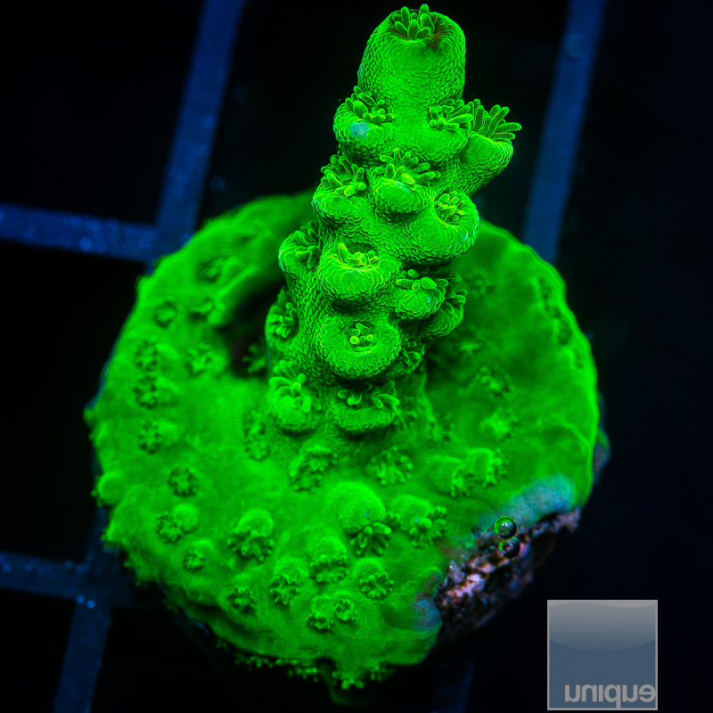 Neon Acropora 29 10.JPG