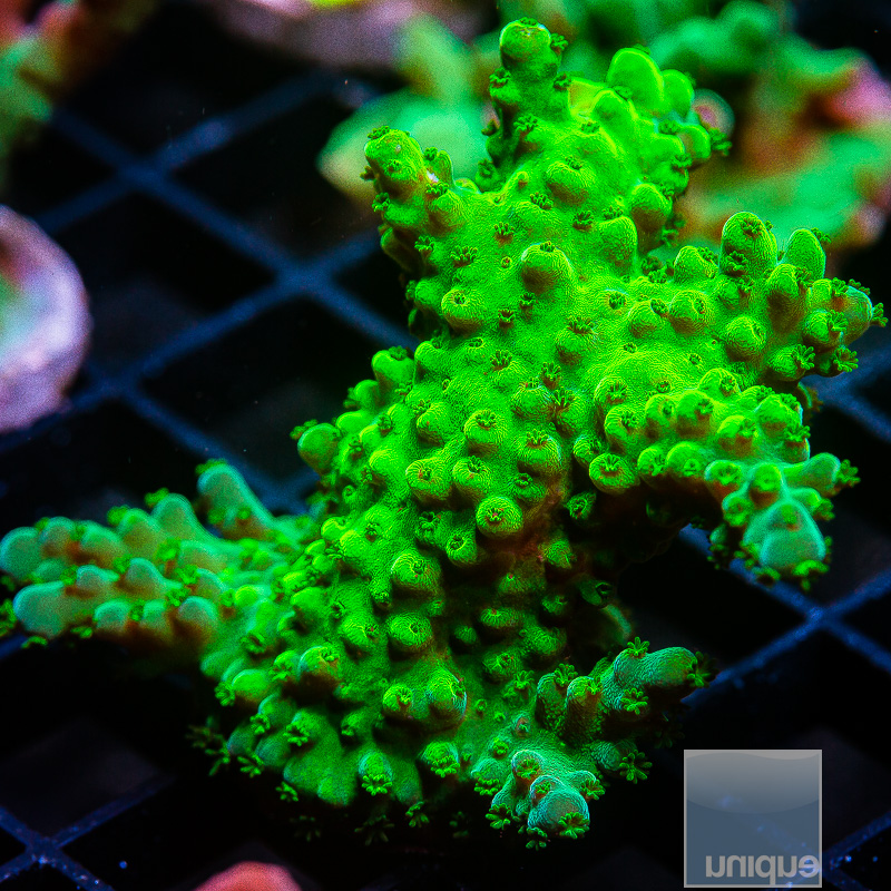 Neon Acropora 36 10.JPG