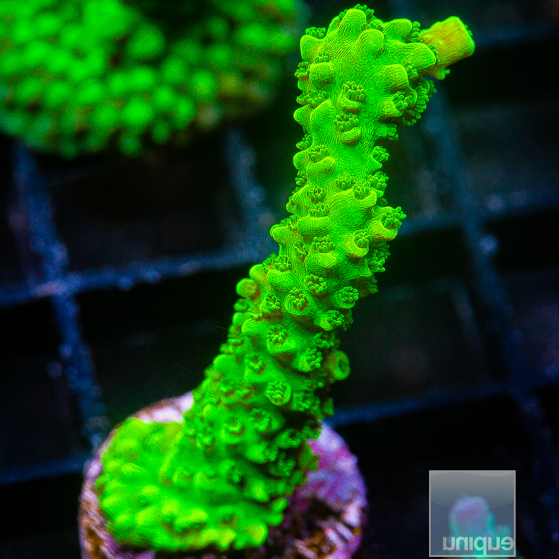 Neon Acropora 59 20.JPG