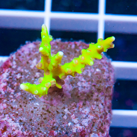 neon anacropora 59 39 (1).JPG