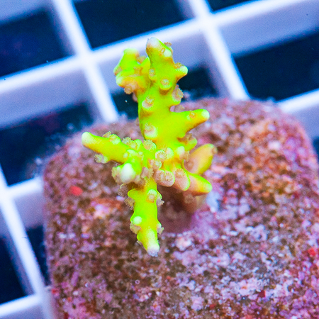 neon anacropora 59 39.JPG