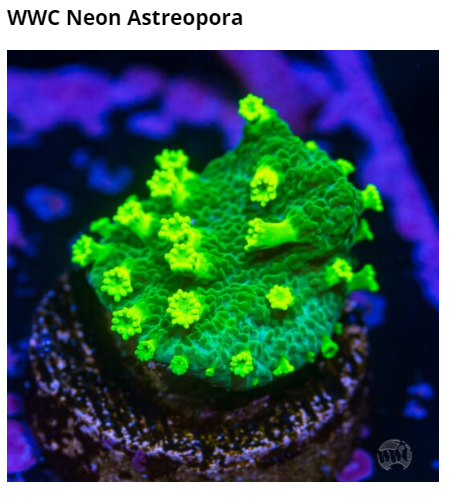 Neon Astropora.png