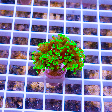 neon branching frogspawn 79 46.JPG