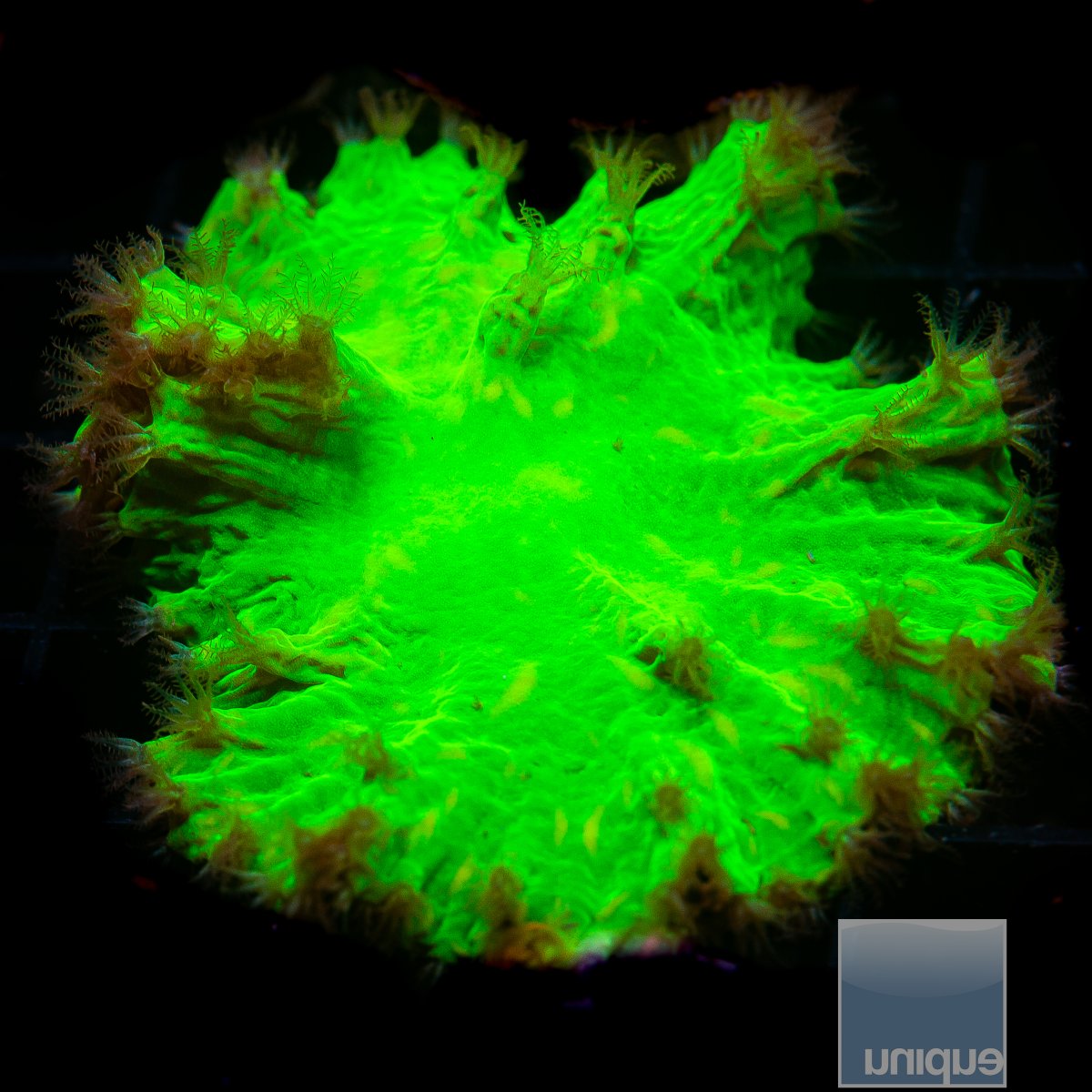 Neon Cabbage Coral 49 21.JPG