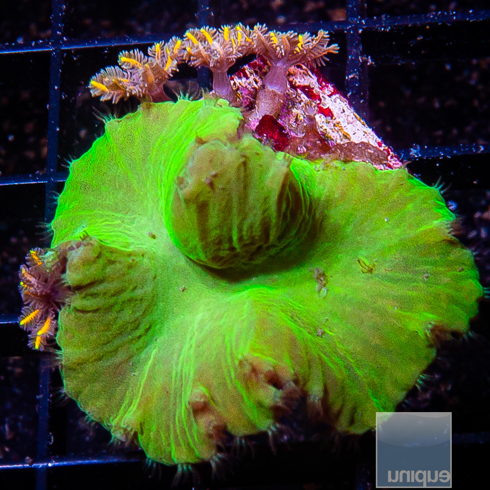 Neon Cabbage Coral 59 36.JPG