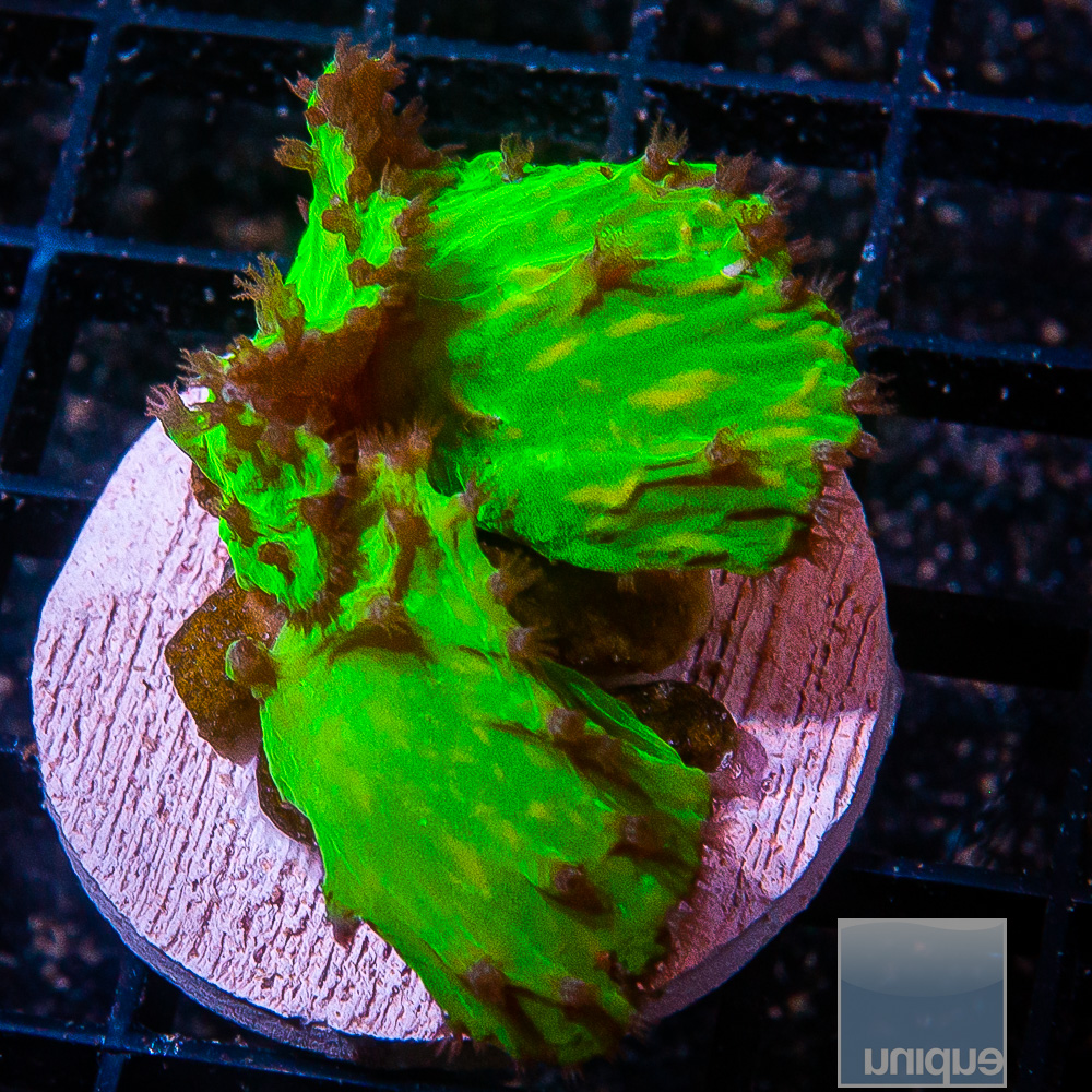 Neon Cabbage Coral 59 46.JPG