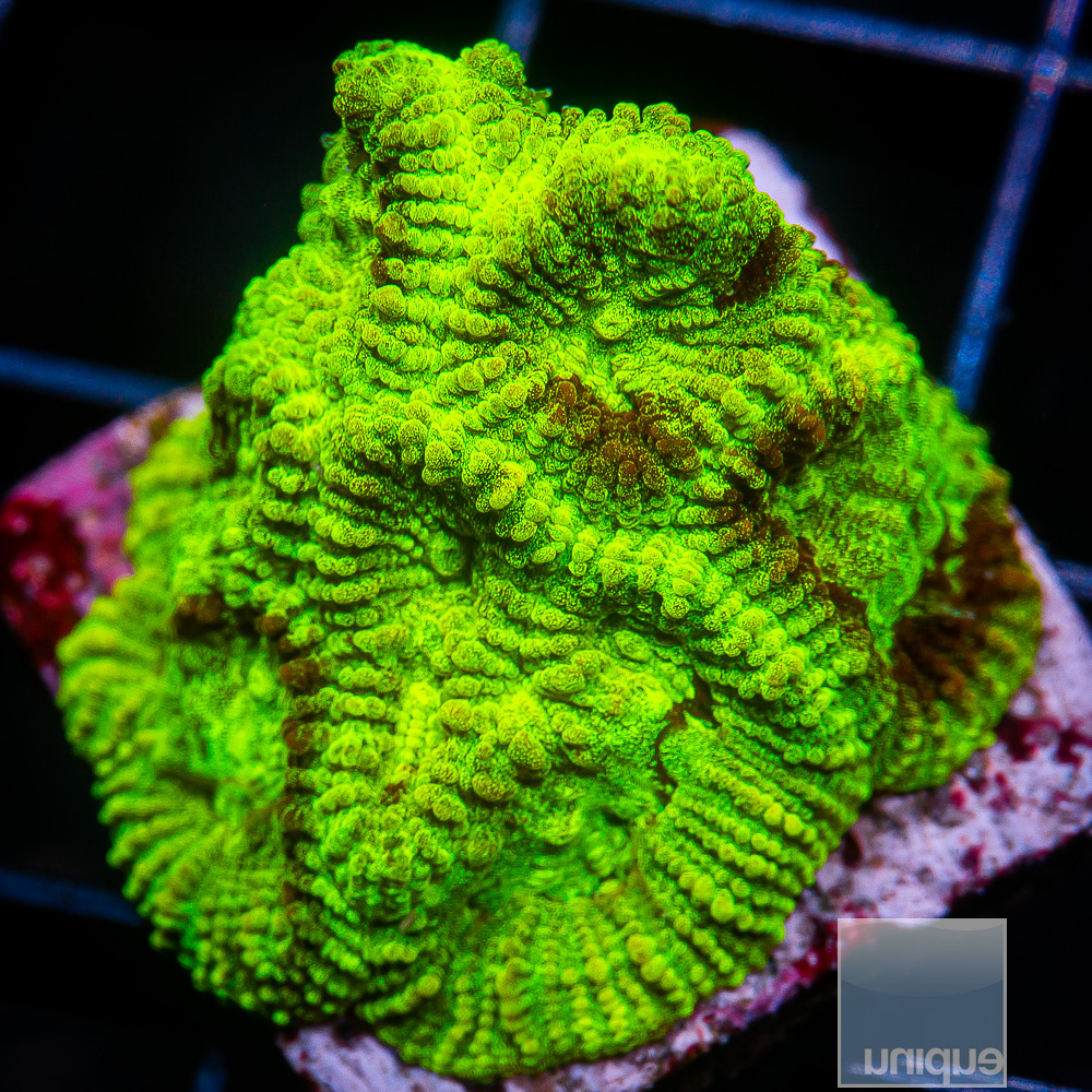 Neon Favia 34 10.JPG