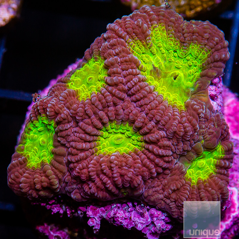 Neon Favia 49 26.JPG