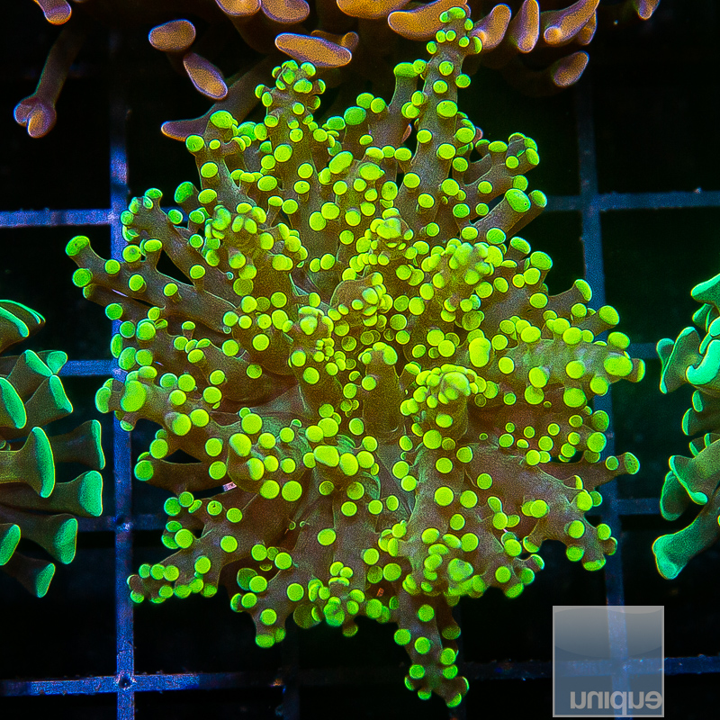 Neon Frogspawn 69 42.JPG