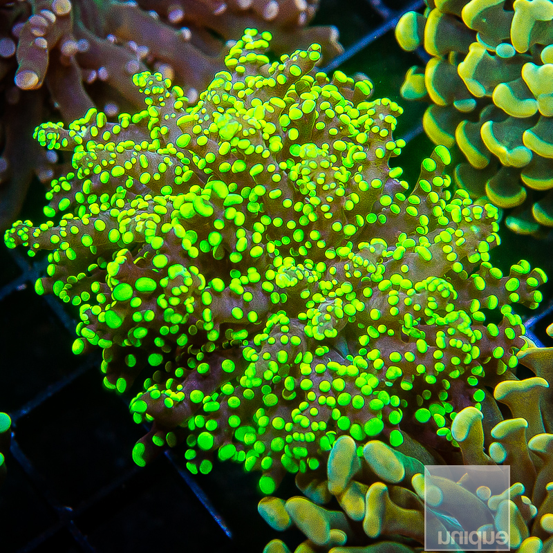 Neon Frogspawn 69 44.JPG