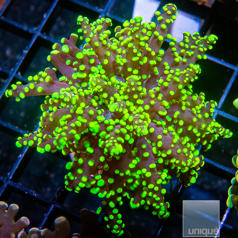 Neon Frogspawn 69 45.JPG