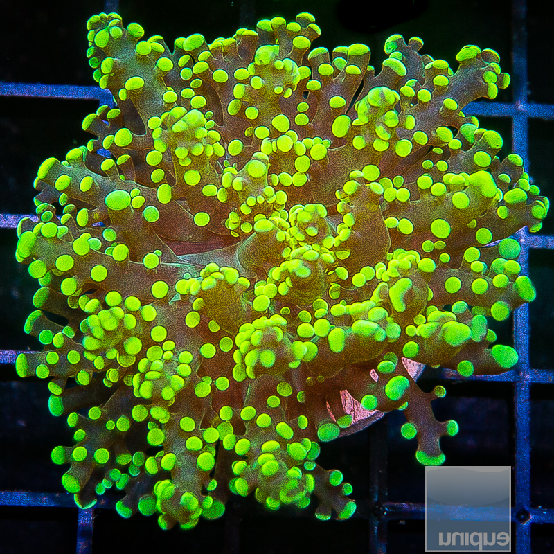 neon frogspawn 69 46.jpeg